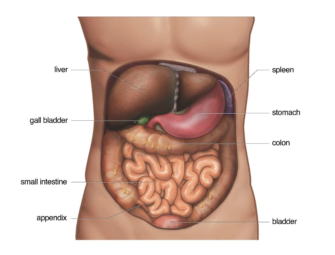 abdominal anatomy