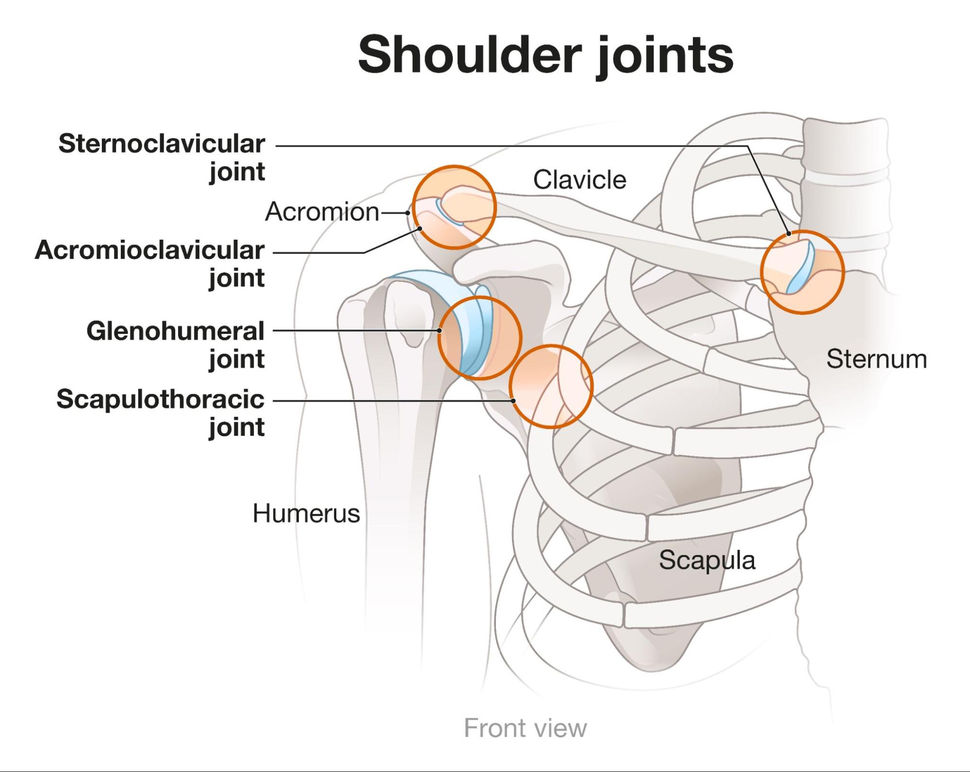 Shoulder Joint Anatomy Singapore